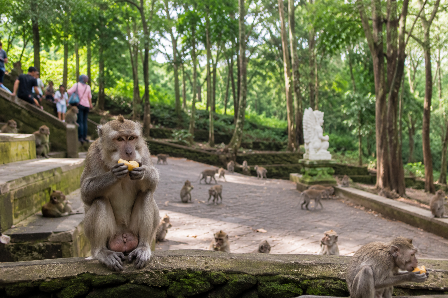 Hutan Kera Bandar Lampung habitat kera ekor panjang gratis