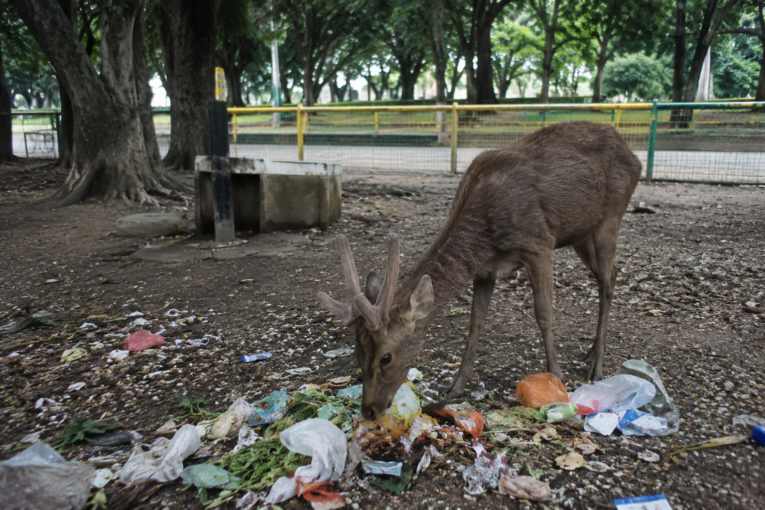 rusa Taman Sriwedari di area taman