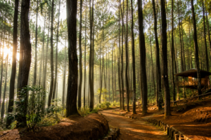 Wisata Hutan Pinus Indonesia dengan deretan pohon pinus tinggi, jalur pejalan kaki, dan suasana alam yang sejuk.